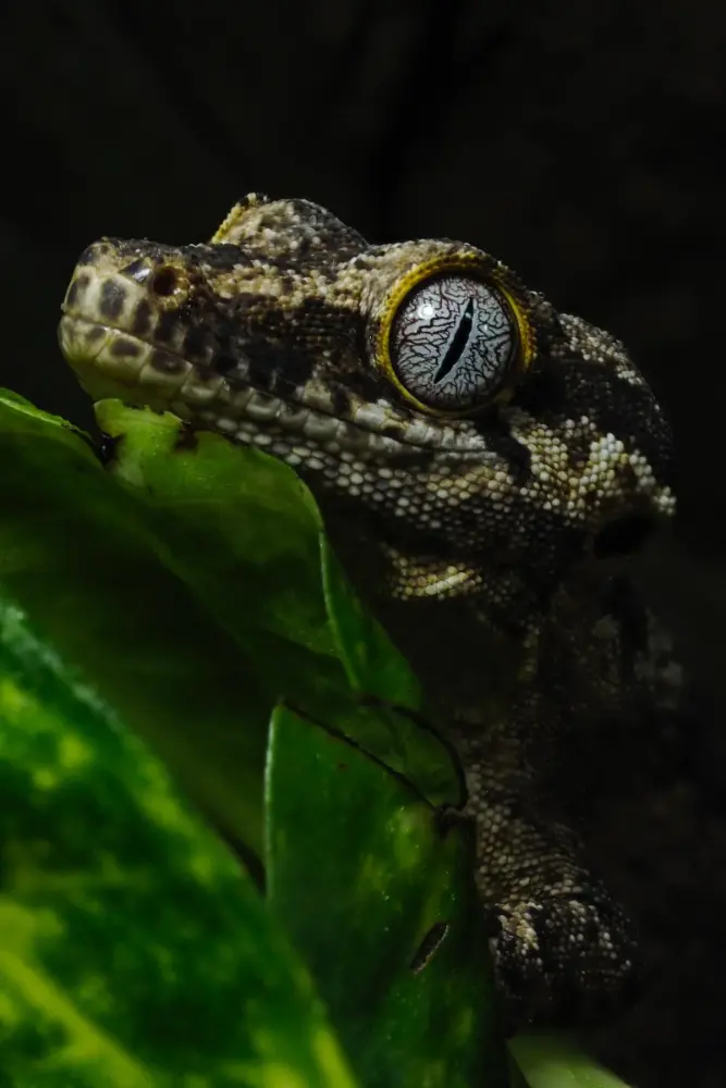 Detalle macro del ojo de un gecko entre hojas verdes
