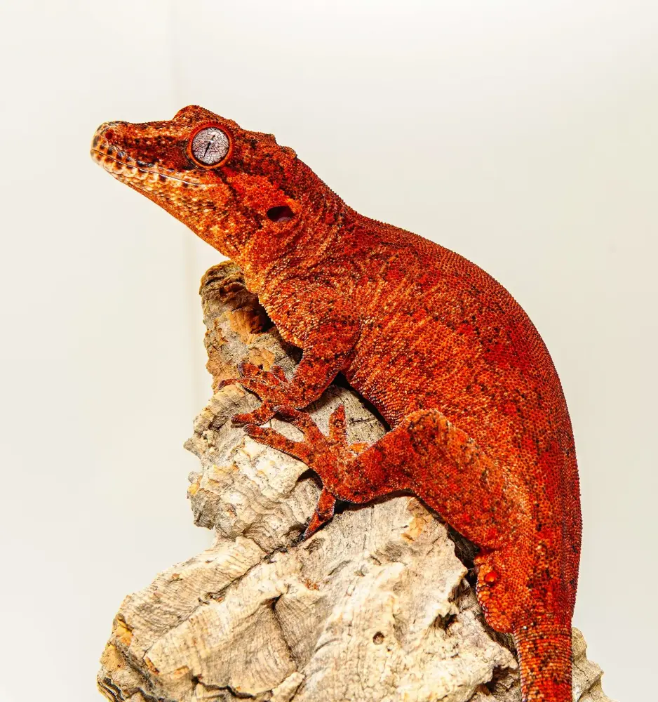 Gecko crestado rojo, símbolo del carácter visual de una marca