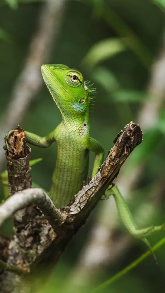 Lagarto verde en una rama — símbolo de la esencia natural de la marca Lagarta Comunica